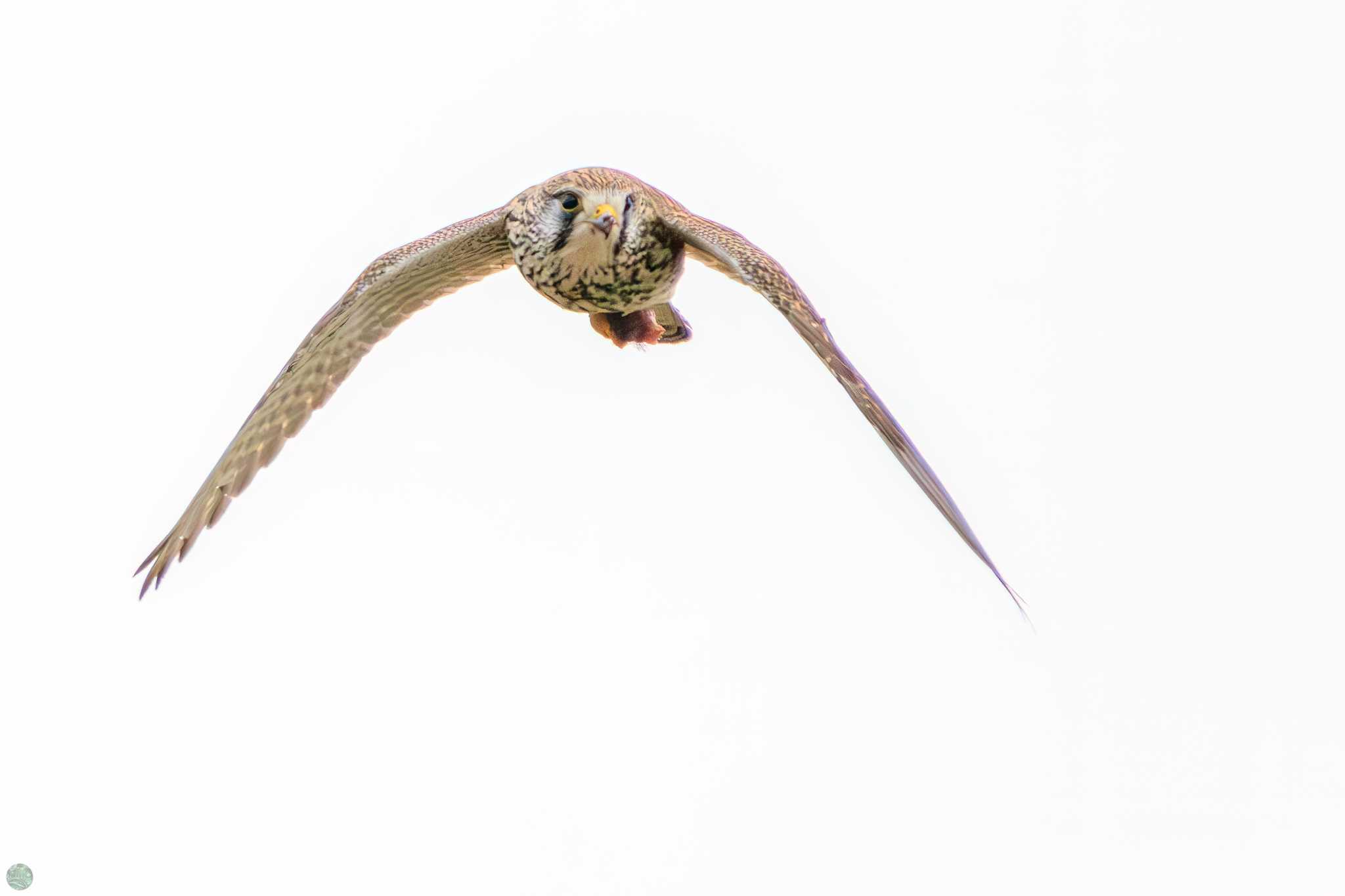 Photo of Common Kestrel at 江戸川河川敷 by d3_plus