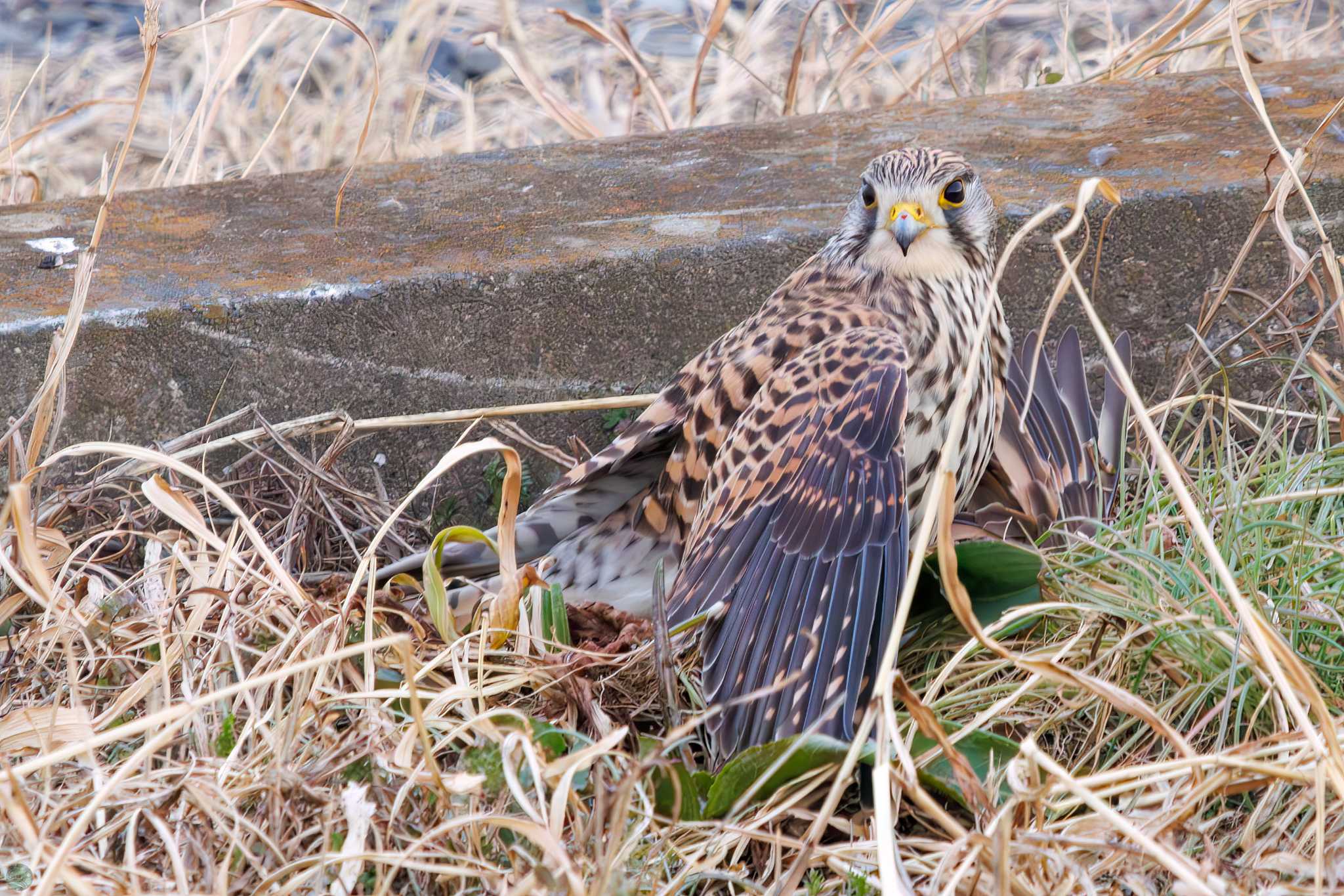 チョウゲンボウ