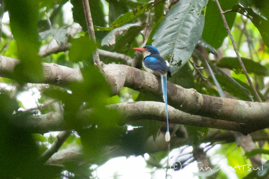 Photo of Common Paradise Kingfisher at Kiunga(PNG) by Jun Matsui