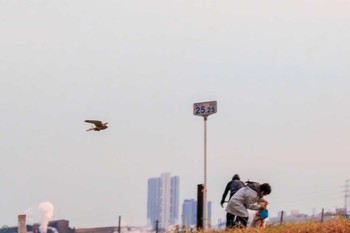 チョウゲンボウ 江戸川河川敷 2024年1月28日(日)