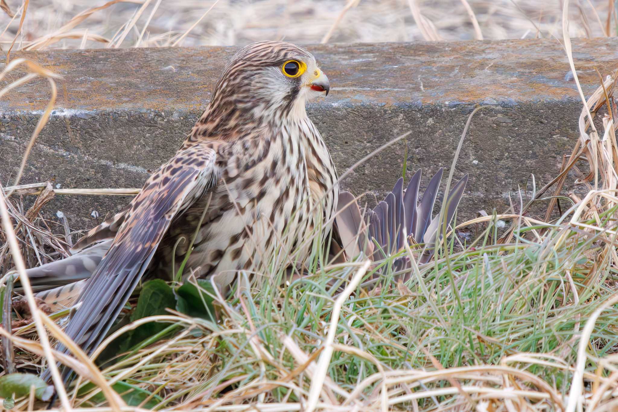 Photo of Common Kestrel at 江戸川河川敷 by d3_plus