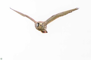 2024年1月28日(日) 江戸川河川敷の野鳥観察記録