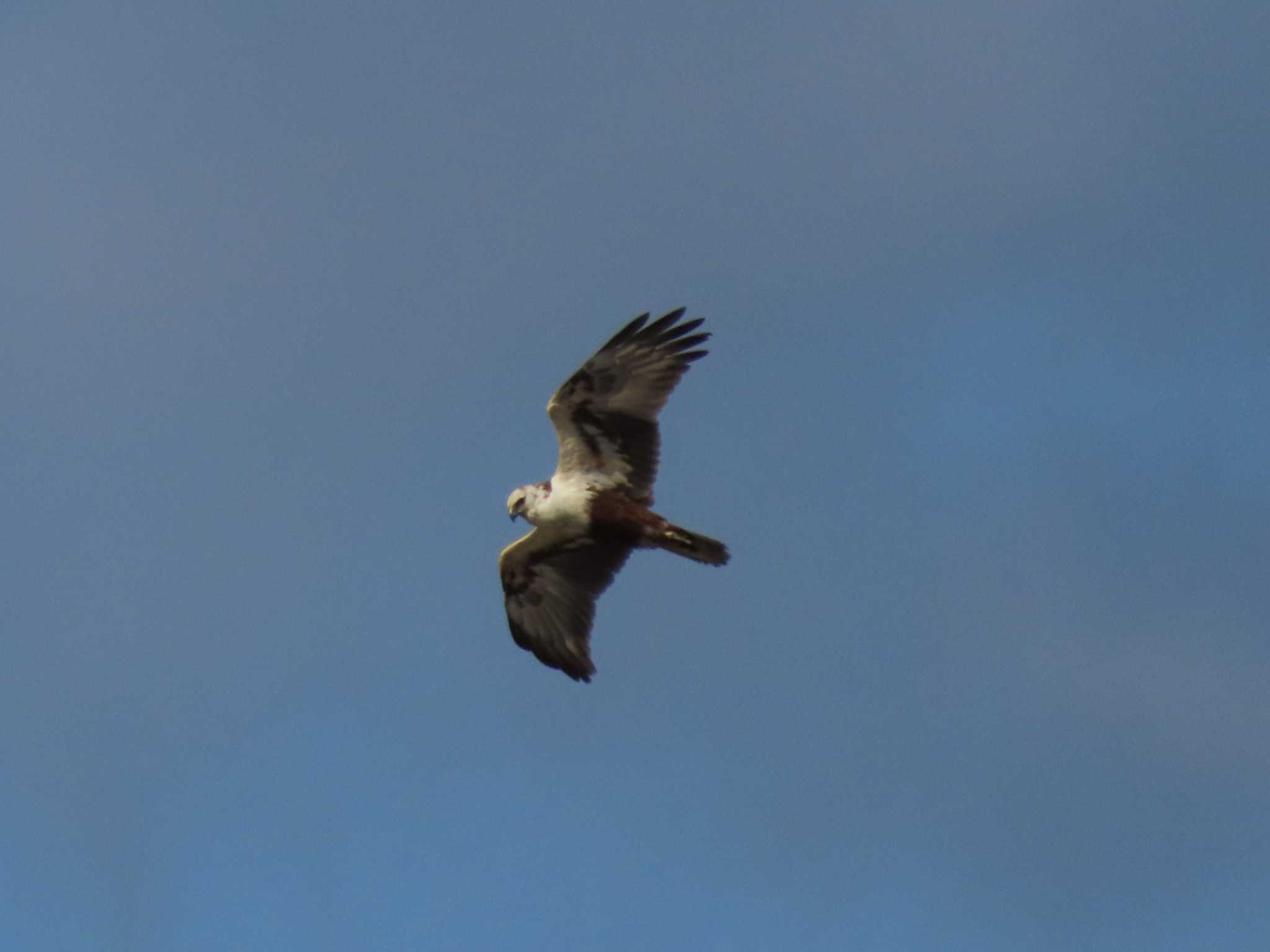 Eastern Marsh Harrier