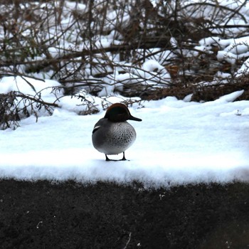 コガモ 平戸永谷川(横浜市) 2024年2月6日(火)