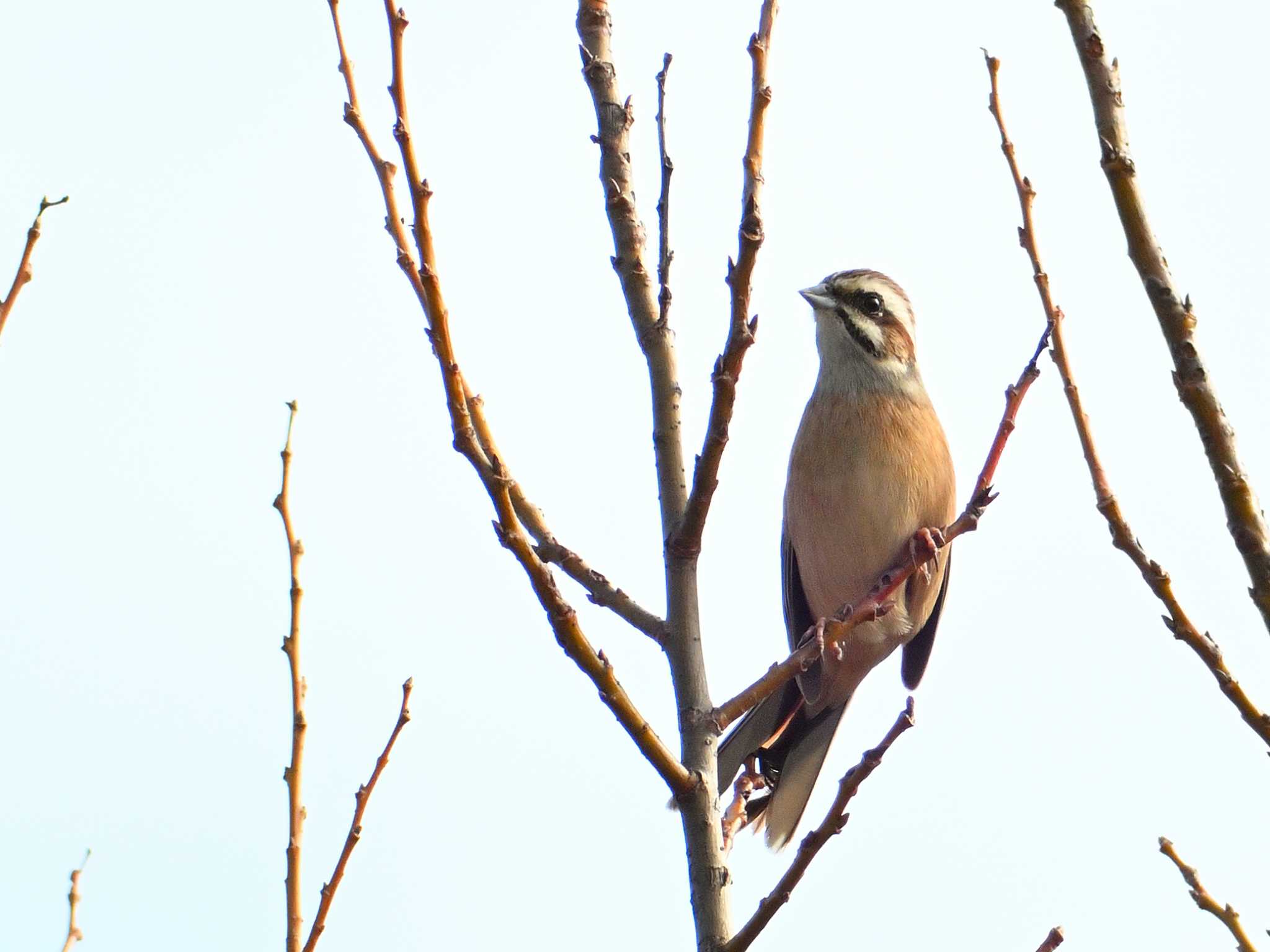 Meadow Bunting