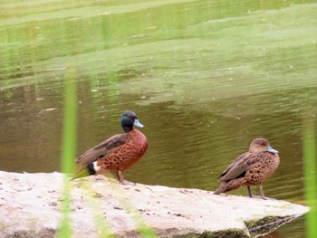 Chestnut Teal Wentworth Common, NSW, Australia Fri, 1/26/2024