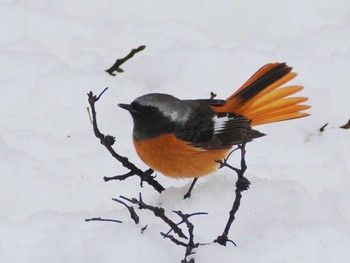 Daurian Redstart Komiya Park Tue, 2/6/2024