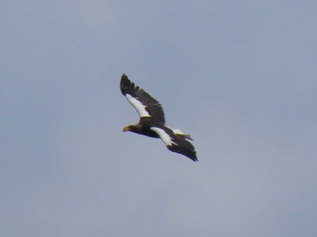 2024年2月4日(日) 伊豆沼の野鳥観察記録