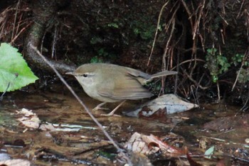 Japanese Bush Warbler 大町自然観察園 Sun, 2/4/2024