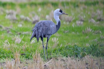 Hooded Crane Unknown Spots Wed, 1/24/2024