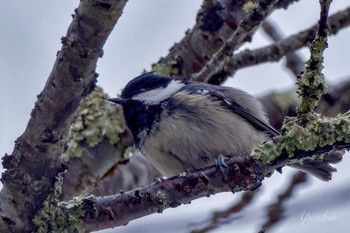 ヒガラ 山中湖 2024年2月4日(日)