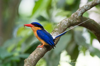 Buff-breasted Paradise Kingfisher オーストラリア・ケアンズ周辺 Unknown Date