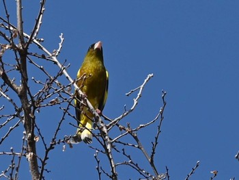 Grey-capped Greenfinch 江津湖 Tue, 2/6/2024