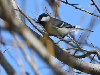 Japanese Tit 江津湖 Tue, 2/6/2024