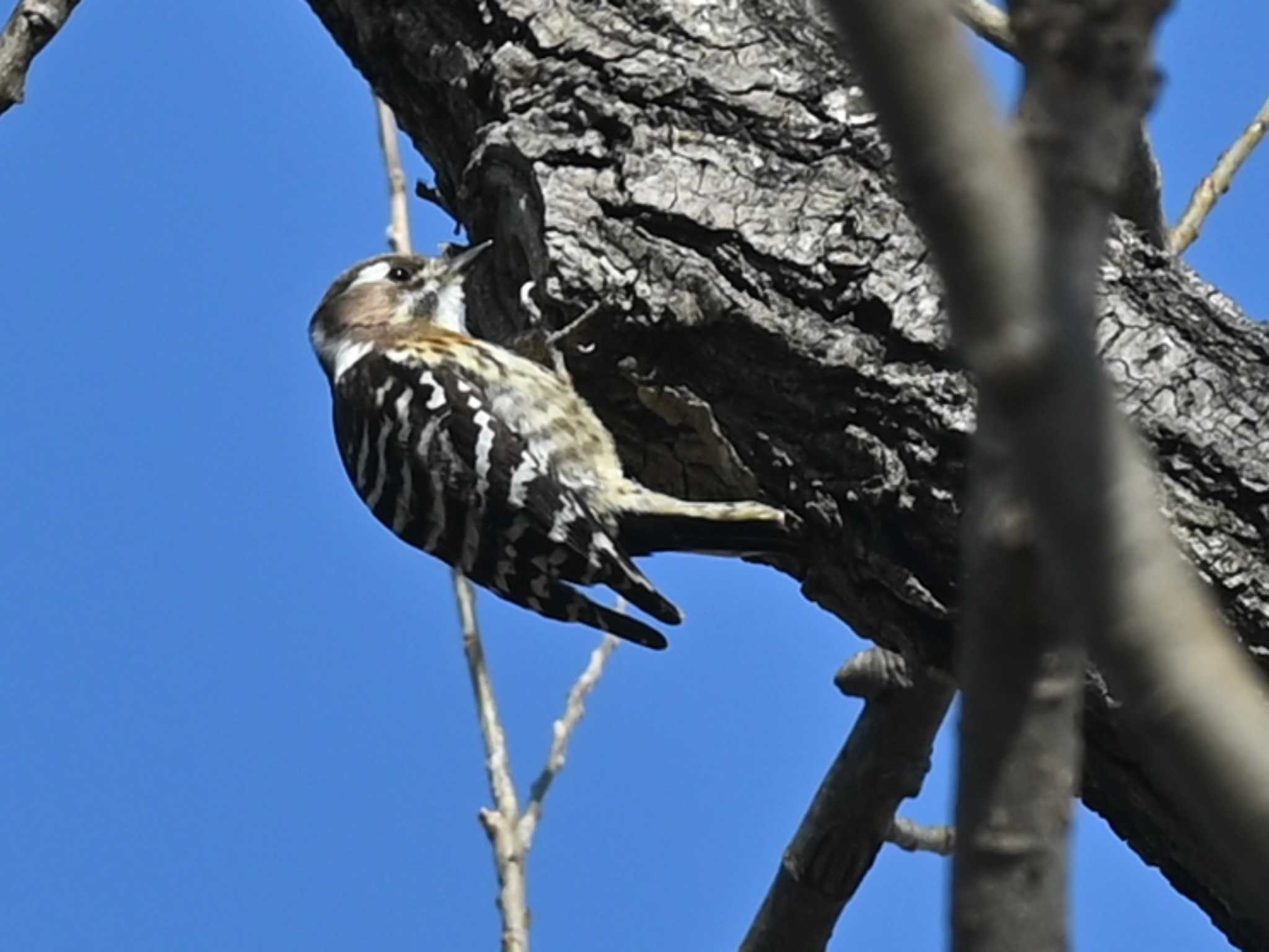 Photo of Japanese Pygmy Woodpecker at 江津湖 by jo6ehm