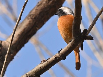 Daurian Redstart 江津湖 Tue, 2/6/2024