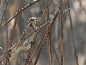 Common Reed Bunting 江津湖 Tue, 2/6/2024