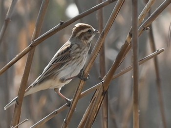 Common Reed Bunting 江津湖 Tue, 2/6/2024