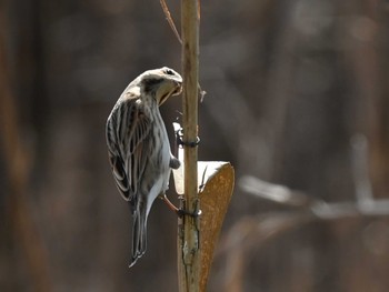 Common Reed Bunting 江津湖 Tue, 2/6/2024