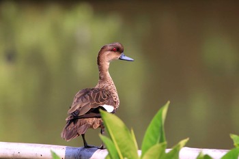 インドネシアコガモ Alam Angke Kapuk Nature Park (Indonesia) 2018年10月19日(金)