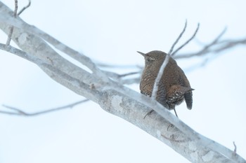 Eurasian Wren 大沼公園(北海道七飯町) Sat, 2/3/2024