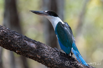 Collared Kingfisher オーストラリア・ケアンズ周辺 Unknown Date