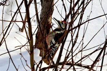 オオアカゲラ 真駒内公園 2024年2月6日(火)