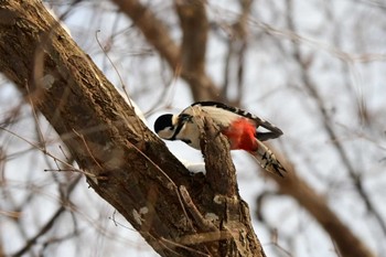 アカゲラ 真駒内公園 2024年2月6日(火)