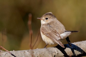 Sat, 2/3/2024 Birding report at 小網代の森