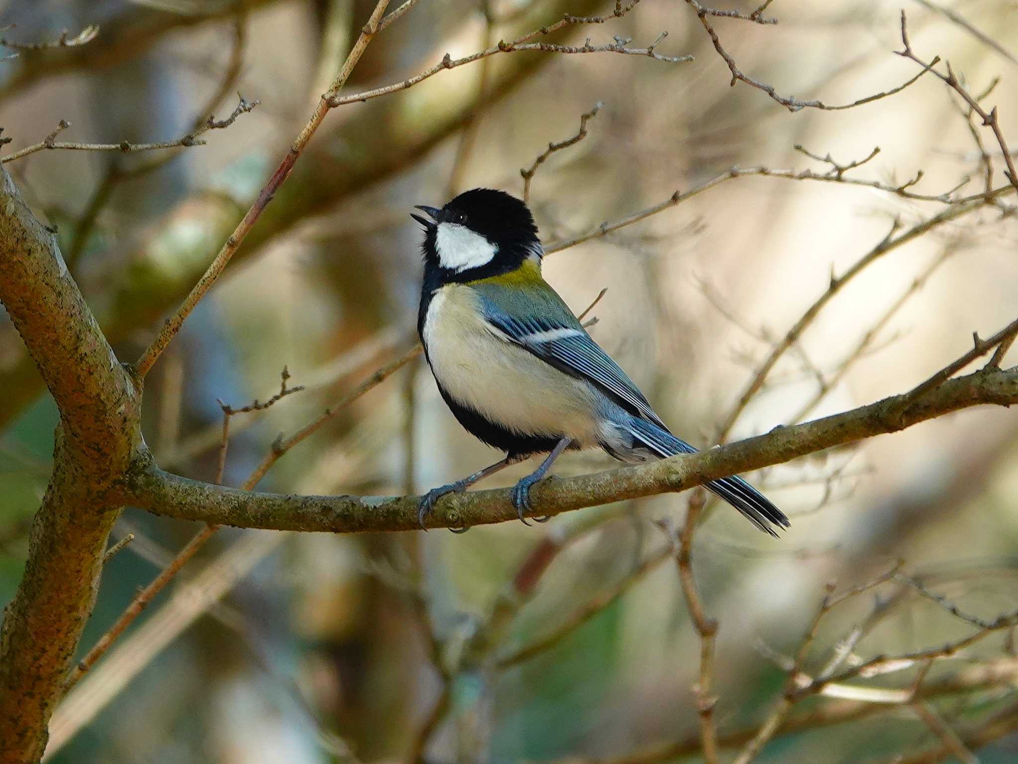 Photo of Japanese Tit at 稲佐山公園 by M Yama