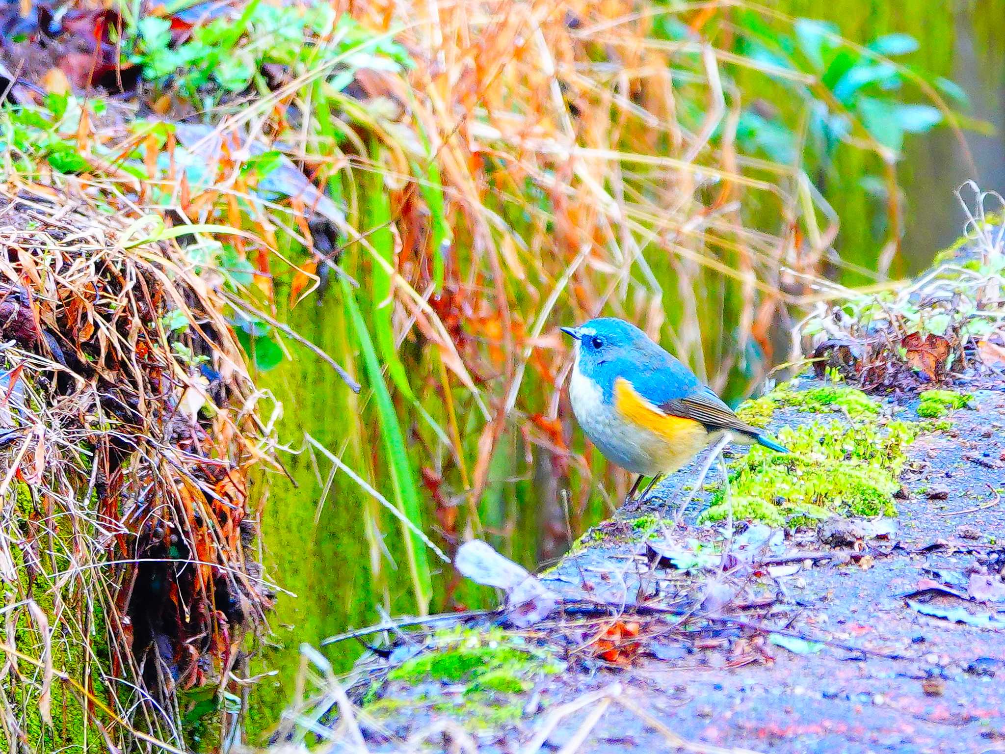 Photo of Red-flanked Bluetail at 稲佐山公園 by M Yama