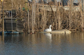 Domestic duck North Inba Swamp Wed, 1/17/2024