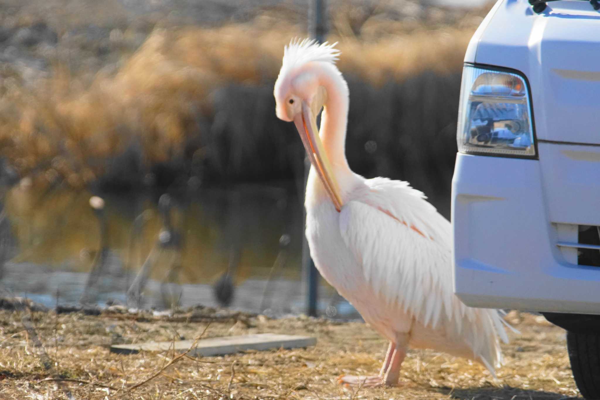 Photo of Great White Pelican at North Inba Swamp by bea
