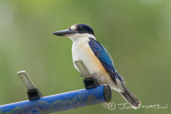 Forest Kingfisher オーストラリア・ケアンズ周辺 Unknown Date