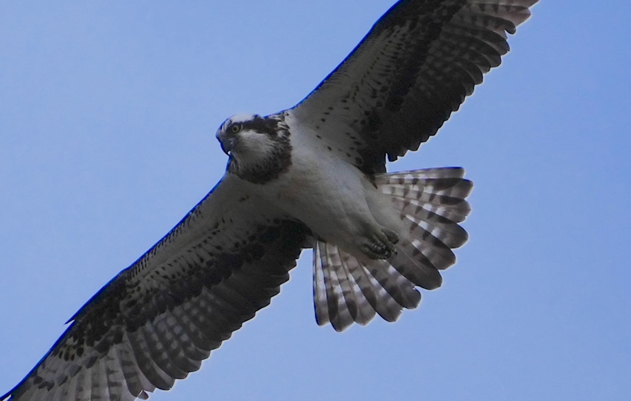 Photo of Osprey at Koyaike Park by アルキュオン