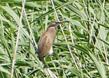 Yellow Bittern 印旛沼 Sun, 6/4/2023