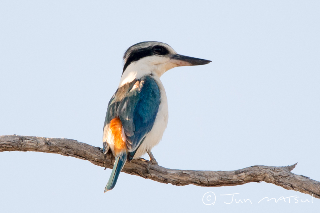 Photo of Red-backed Kingfisher at オーストラリア・ジョージタウン周辺 by Jun Matsui