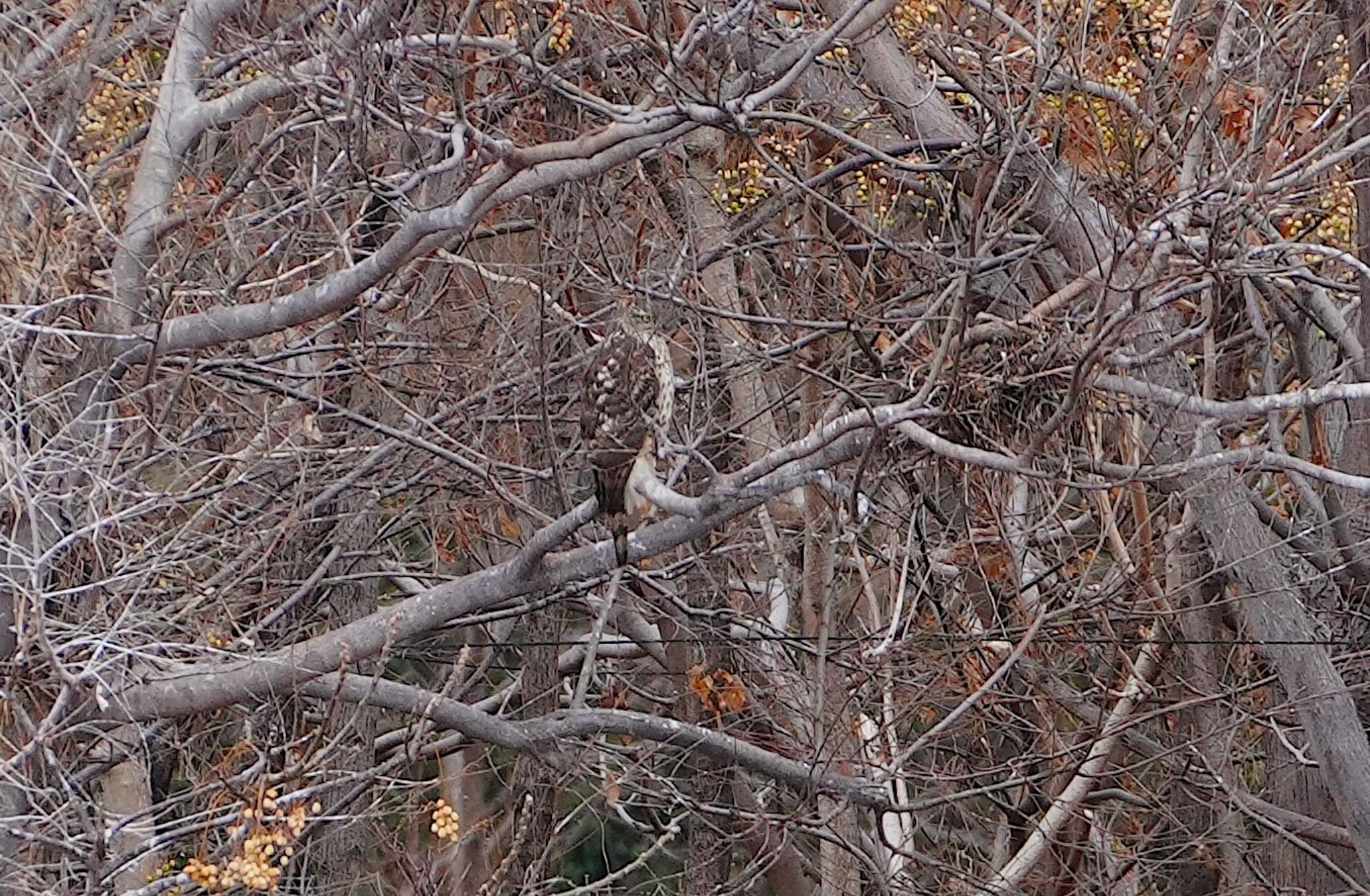 Eurasian Goshawk