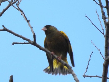 Tue, 2/6/2024 Birding report at 京都府立植物園