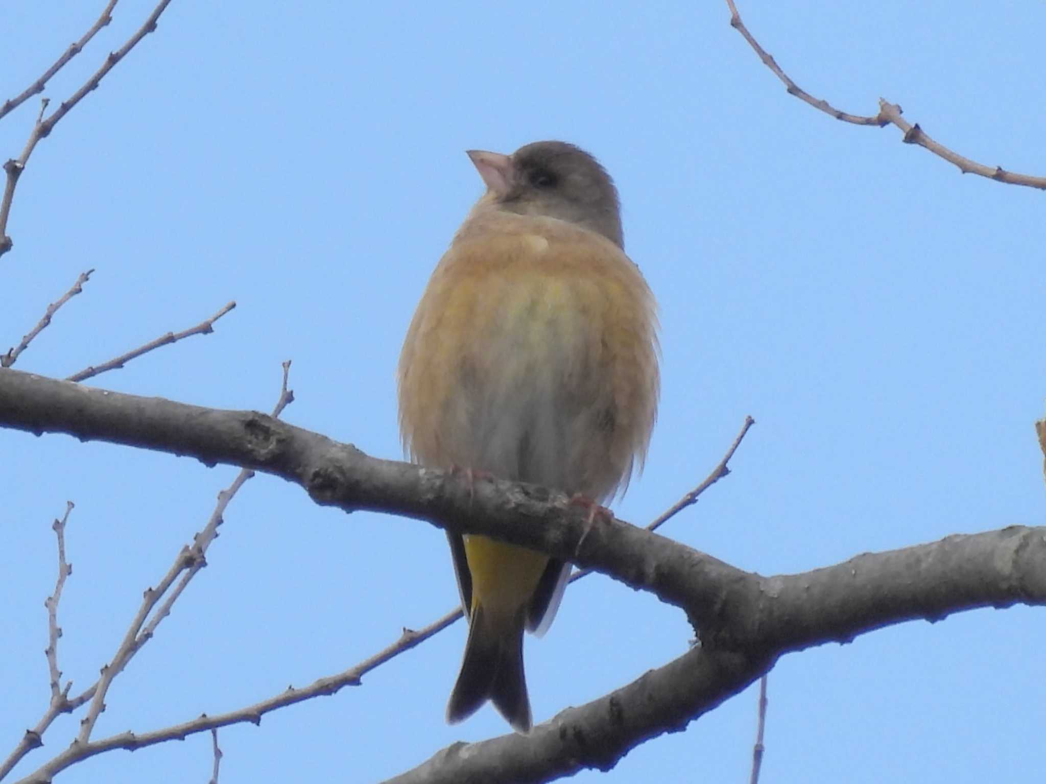 Grey-capped Greenfinch