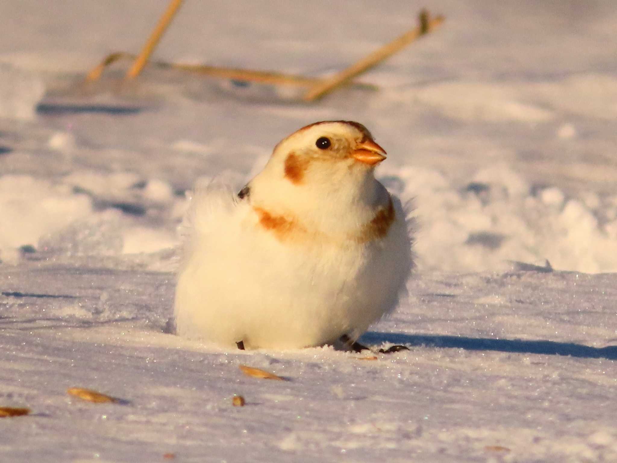 Snow Bunting