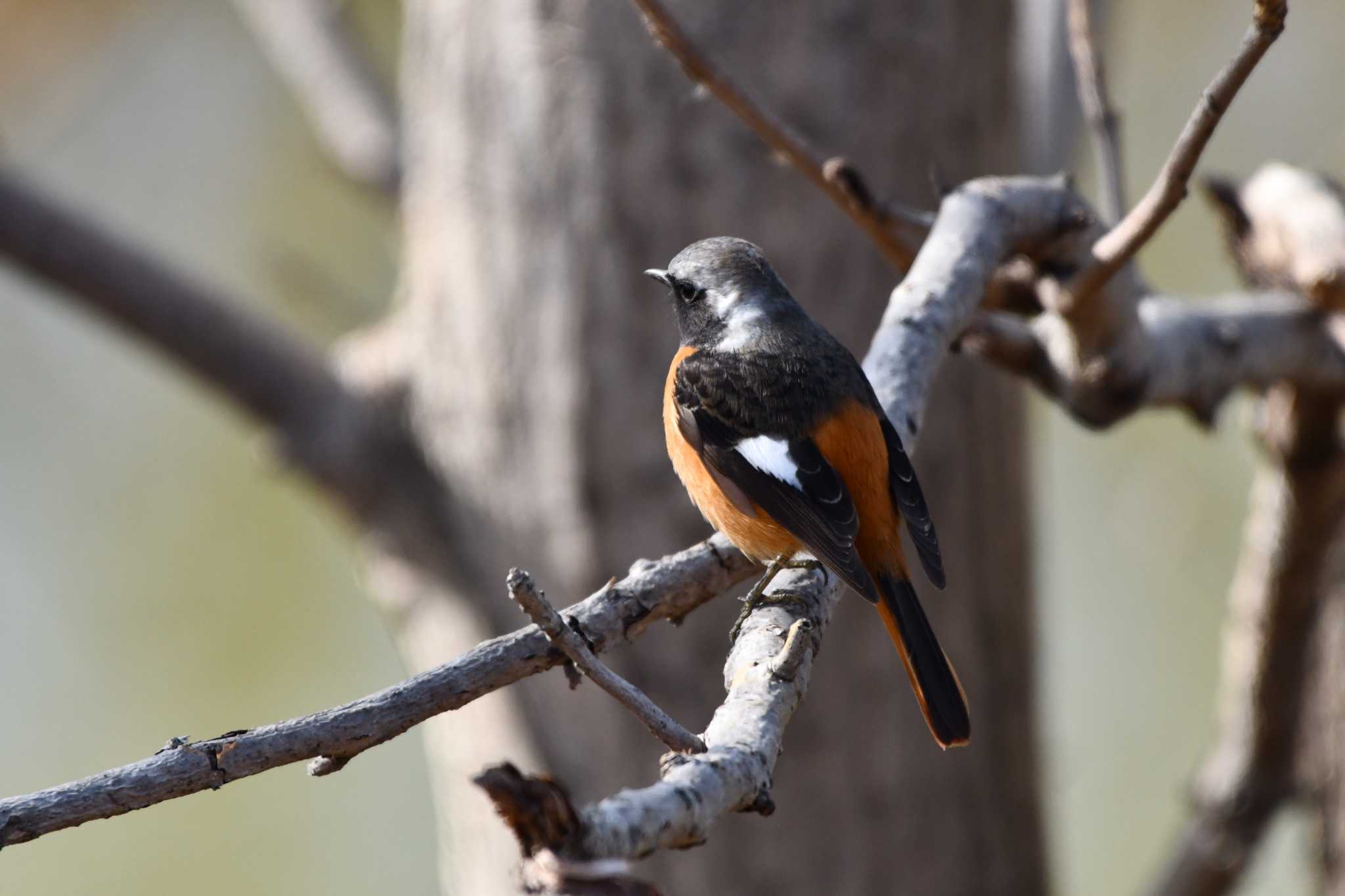 Photo of Daurian Redstart at Akigase Park by geto