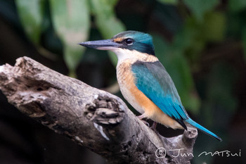 Sacred Kingfisher オーストラリア・ケアンズ周辺 Unknown Date