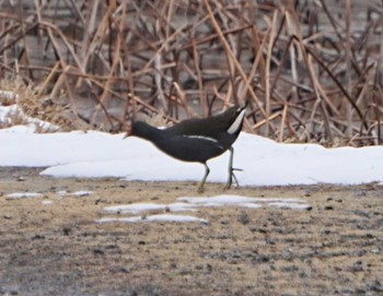 Tue, 2/6/2024 Birding report at 上谷沼調整池