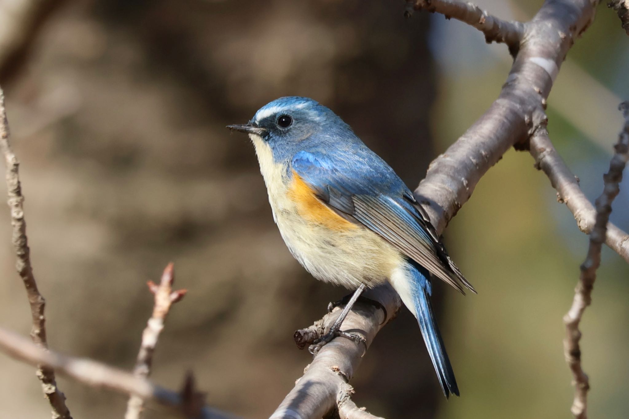 Red-flanked Bluetail