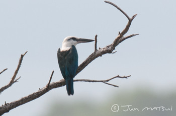 Beach Kingfisher ソロモン諸島 Unknown Date