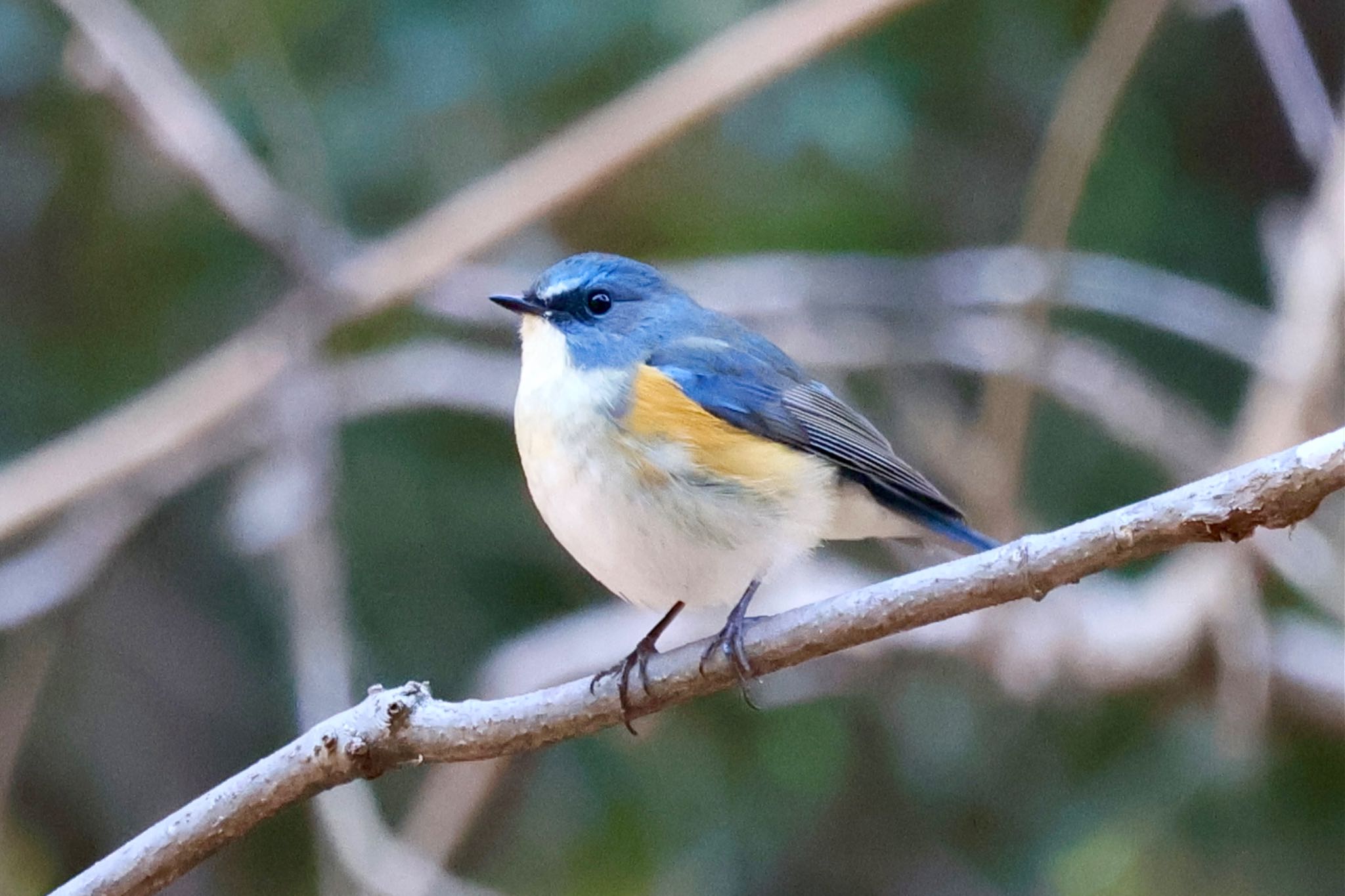 Red-flanked Bluetail