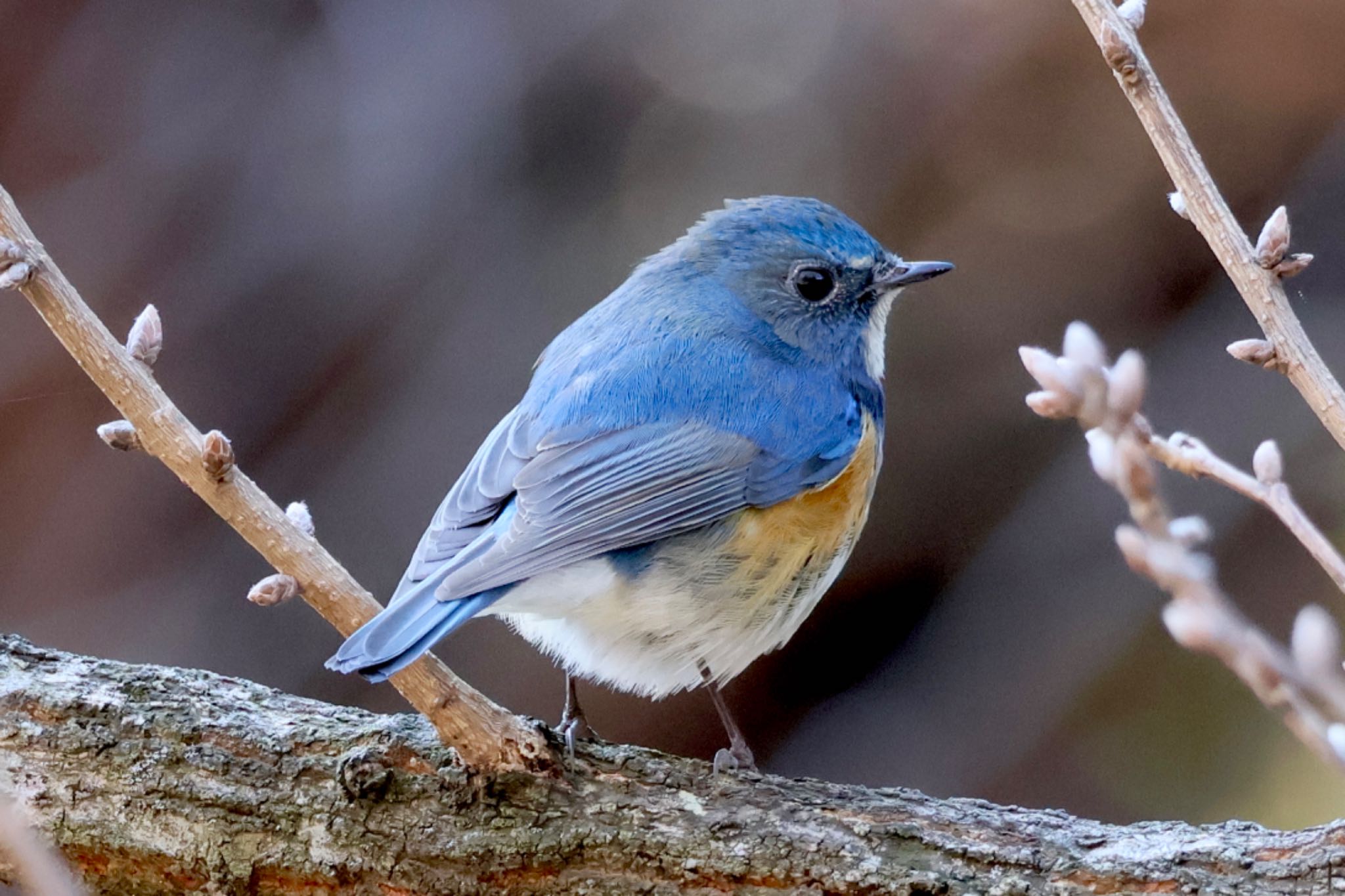 Red-flanked Bluetail