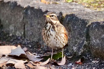 Redwing Unknown Spots Fri, 2/2/2024