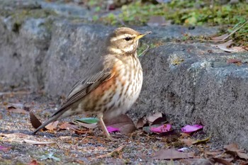 Redwing Unknown Spots Fri, 2/2/2024